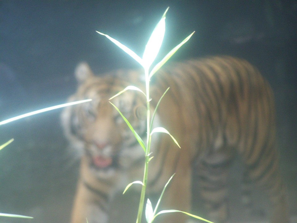 blurred tiger